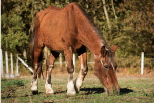 Cover photo for Caring for Your Senior Horse by Cassie LeMaster